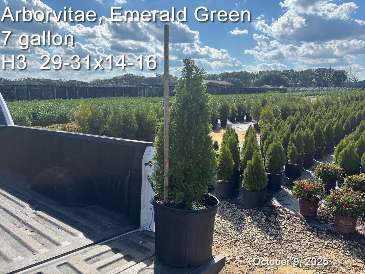 gallery/aveg7 h3 oct9.jpg